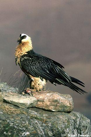 Bearded Vulture (Lammergeyer) Bearded Vulture (Lammergeyer)